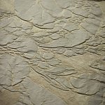 Leonora (2)
