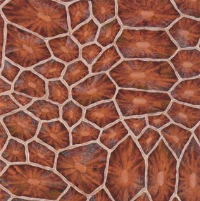 Tortoiseshell