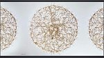 Coral (1)