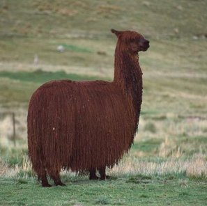 Co je Alpaca